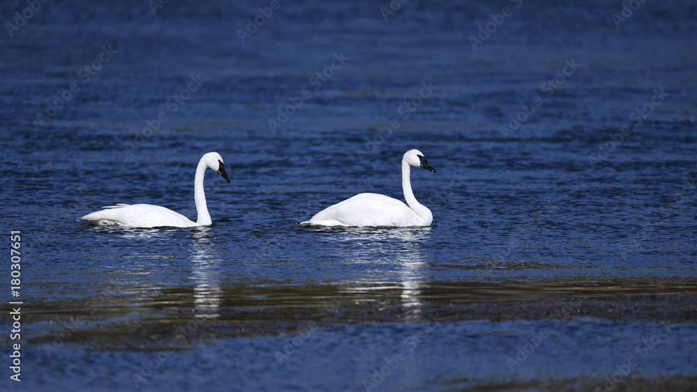 Trumpeter swan