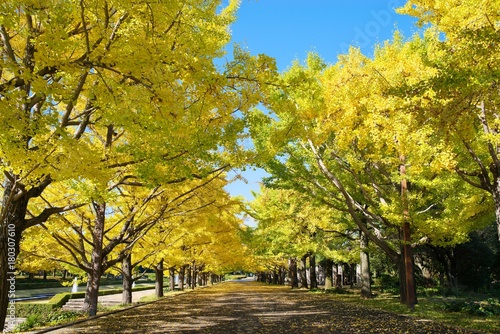  The ginkgo turned yellow