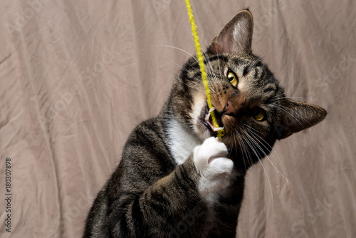 Tabby Cat