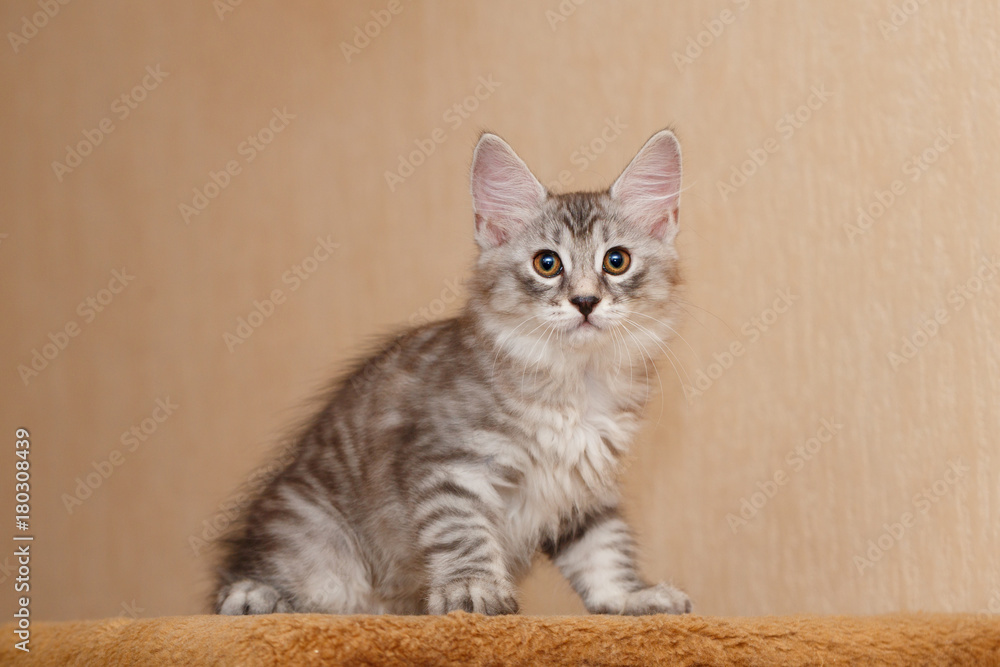 Cute little bobtail kitten