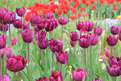 Row of red and yellow tulip flowers