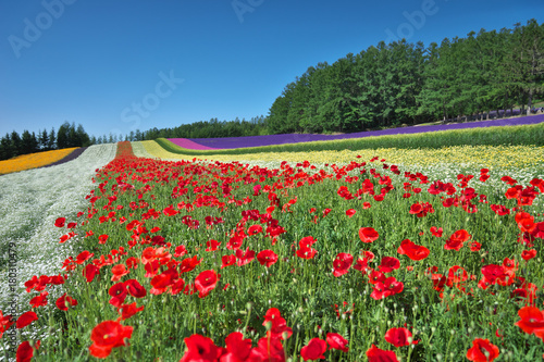 furano10