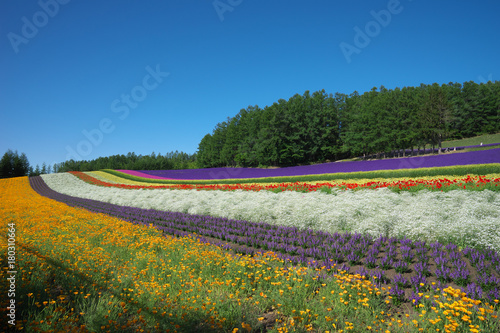 furano8