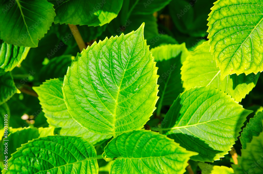 green leaves green leaves