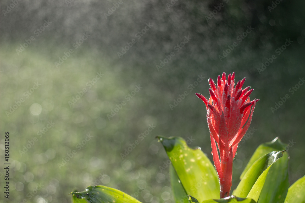 Obraz premium Pineapple color flower on the morning with beautiful sunlight and Bokeh background of rain. Flower that adorns the late summer and autumn garden with bright colors. Full, bright pink and red.