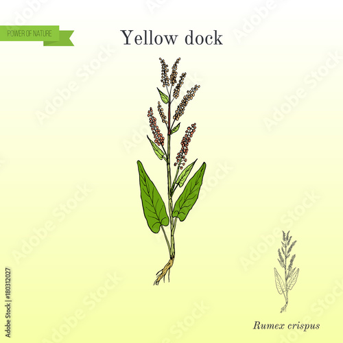 Yellow dock Rumex confertus , or parell, patience herb medicinal plant