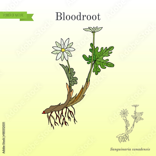 Blood Root Sanguinaria canadensis , medicinal plant