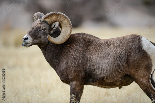 bighorn sheep standing in the grass.