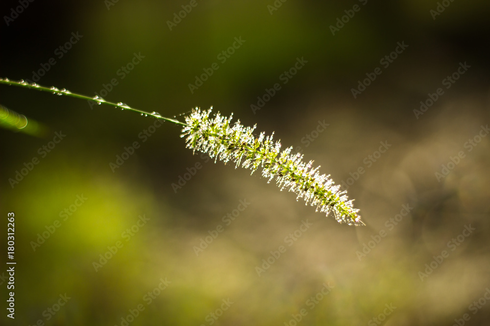 Grass flower on glass flower green Bokeh background in the morning, Beautiful grass flower, A grass  flower in the rain
