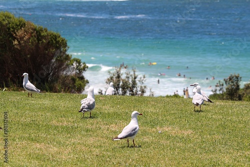 Bird on beach sean island .