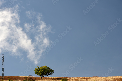 Tree on skyline above Doone Valley, Exmoor, North Devon photo