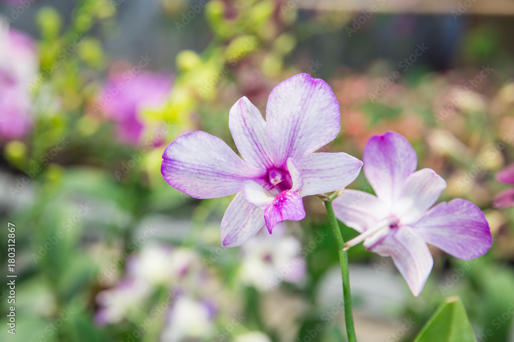 orchid flower orchid flower