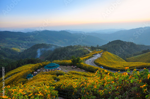 Beautiful landscape of Mexican Sunflower weed valley in Thai when we call Tung Bua Tong full bloom mountain in November at Doi Mae U Kor mountain Thailand.