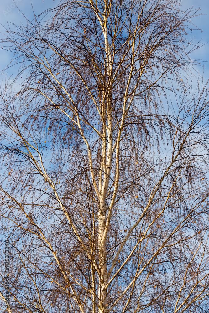 bare birch branches at dawn in the park bare birch branches at dawn in the park