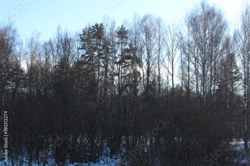 Wallpaper Mural Spring nature in Russia Torontodigital.ca