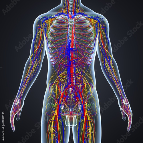 Circulatory and Nervous System with Lymph Nodes photo