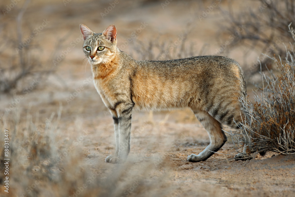 An African wild cat (Felis silvestris lybica), Kalahari desert, South Africa. An African wild cat (Felis silvestris lybica), Kalahari desert, South Africa.