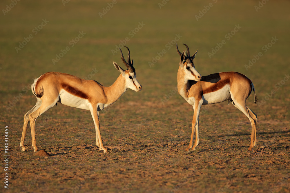 Springbok antelopes (Antidorcas marsupialis) in natural habitat, Kalahari, South Africa.