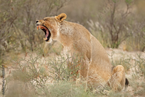 Yawning lioness (Panthera leo), Kalahari desert, South Africa.