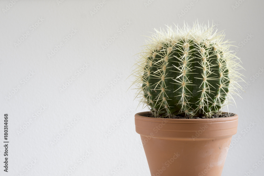 Cactus On White Background Cactus On White Background