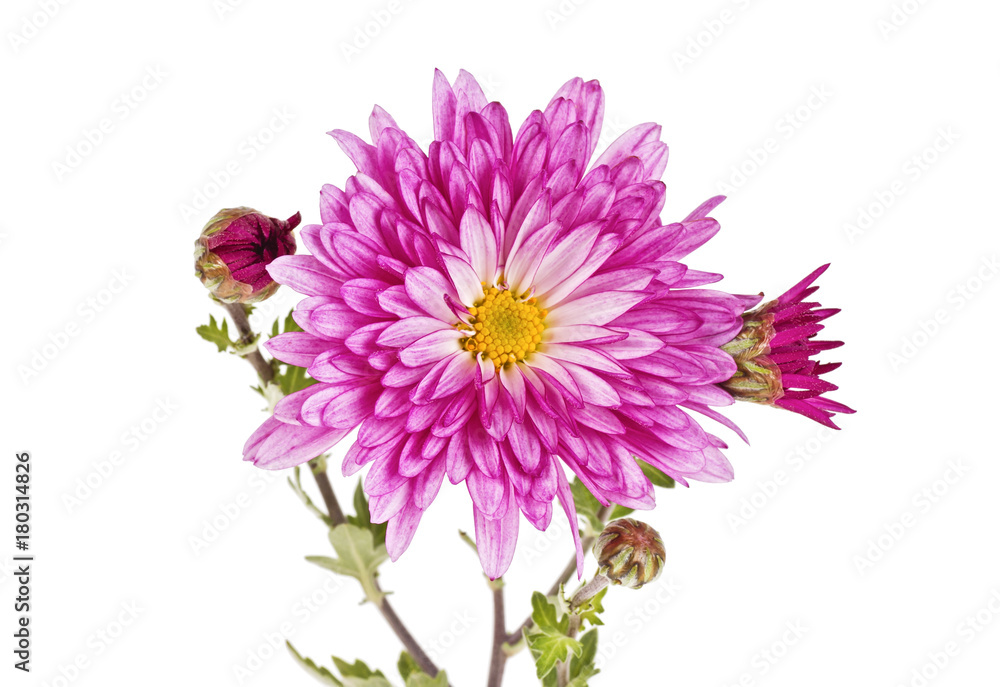 Branch of chrysanthemum flowers isolated on a white background Branch of chrysanthemum flowers isolated on a white background