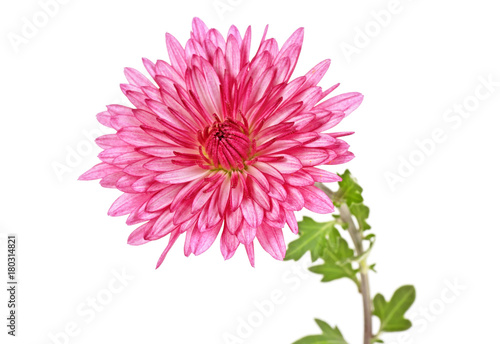Chrysanthemum flower isolated on a white background