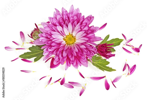 Chrysanthemum flowers with leaves and petals on a white background