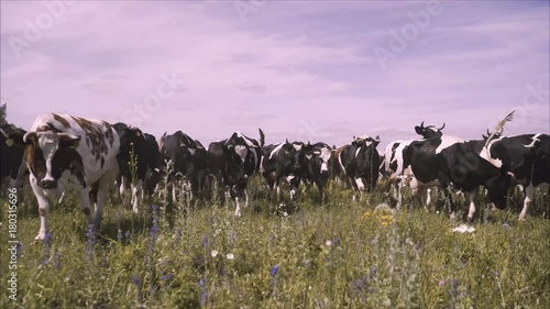 Wallpaper Mural Cows on pasture. Cows eat grass Torontodigital.ca
