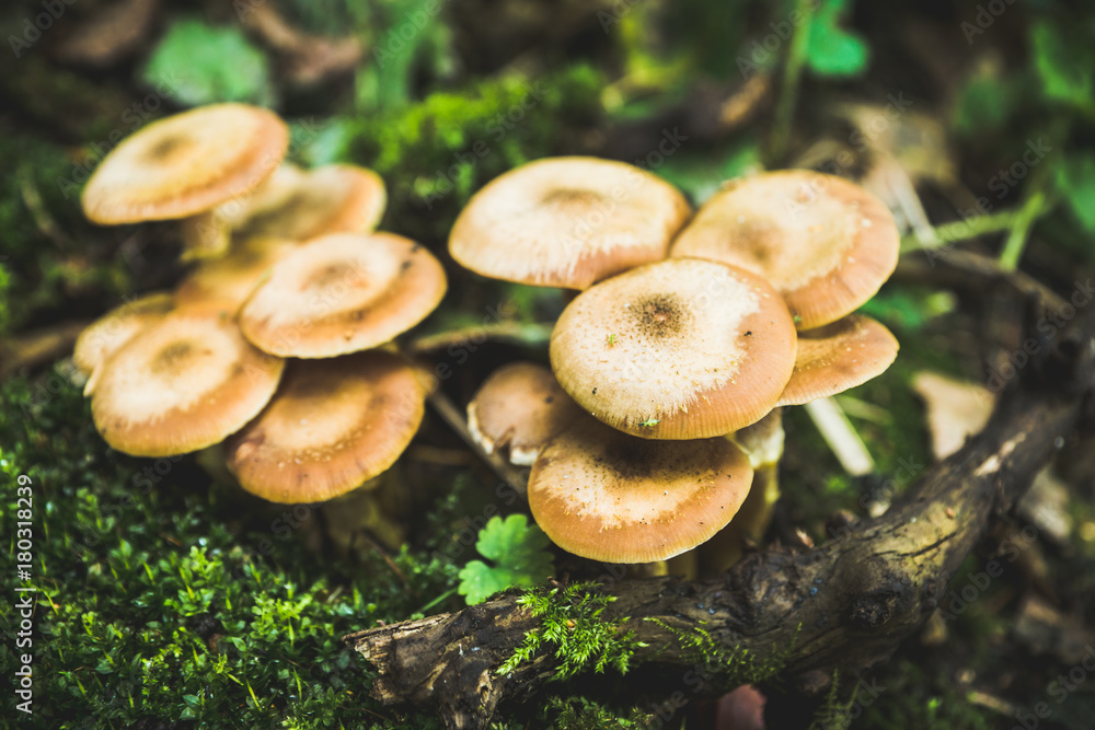 Beautiful mushrooms in the forest. Selective focus. Shallow depth of field. Beautiful mushrooms in the forest. Selective focus. Shallow depth of field.