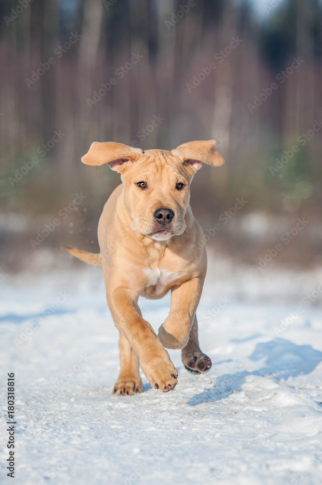 American staffordshire terrier puppy running in winter
