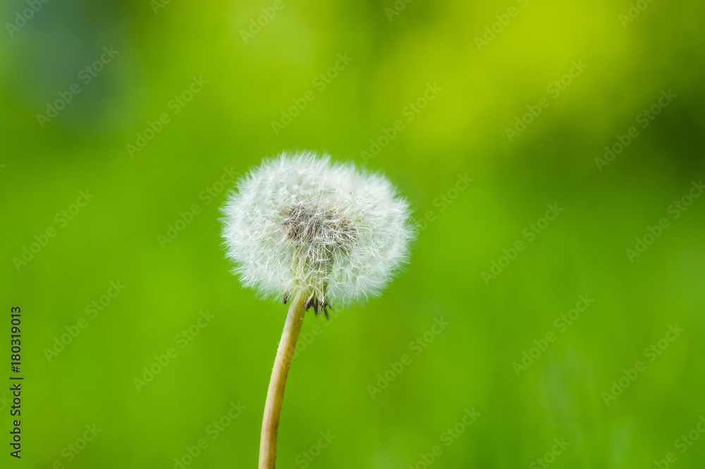 Dandelion - a genus of perennial herbaceous plants of the family Astropey, or Complex, on a green blurred background Dandelion - a genus of perennial herbaceous plants of the family Astropey, or Complex, on a green blurred background
