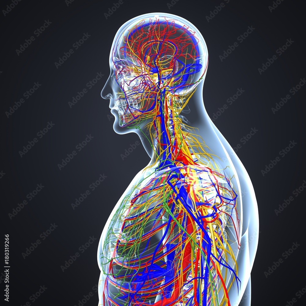 Circulatory And Nervous System With Lymph Nodes Stock Illustration Adobe Stock