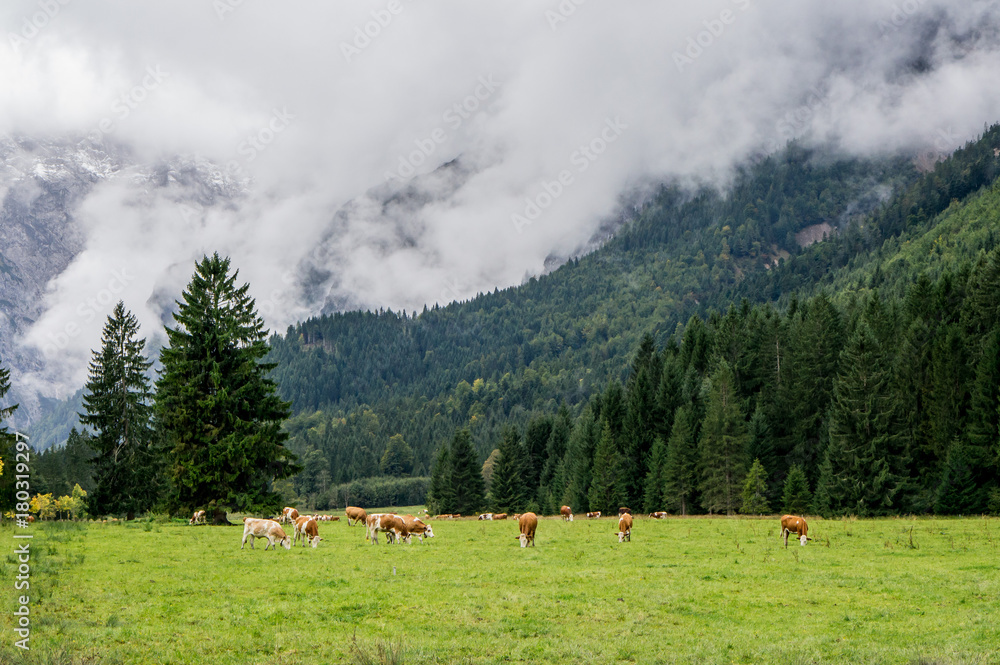 Landscape with alpine cows at meadow, mountains with fog background.  Maurach Austria.