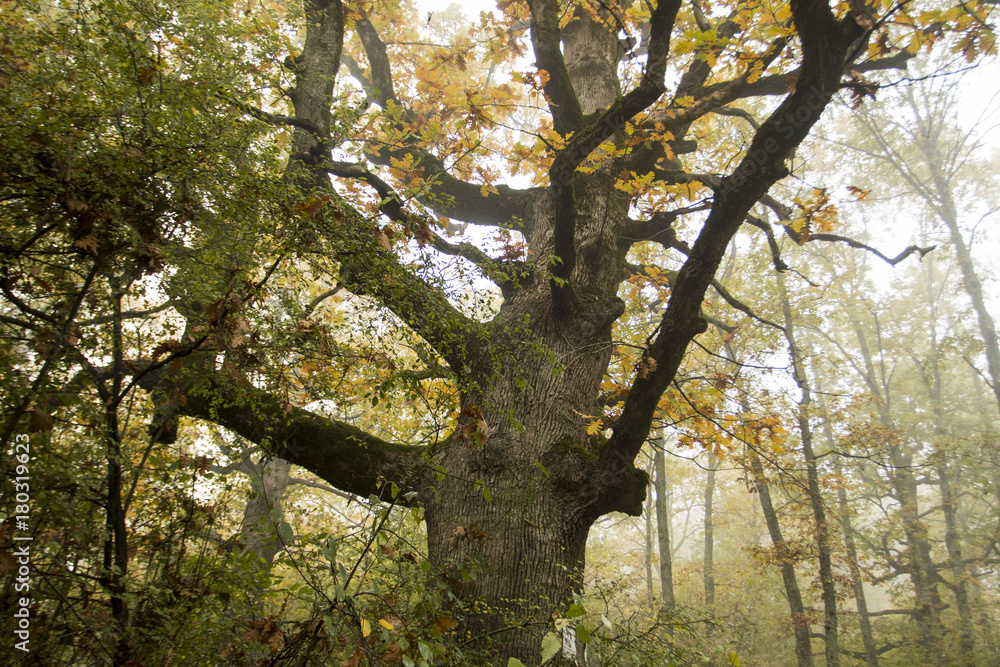 Naklejka premium Gigantyczny dąb
