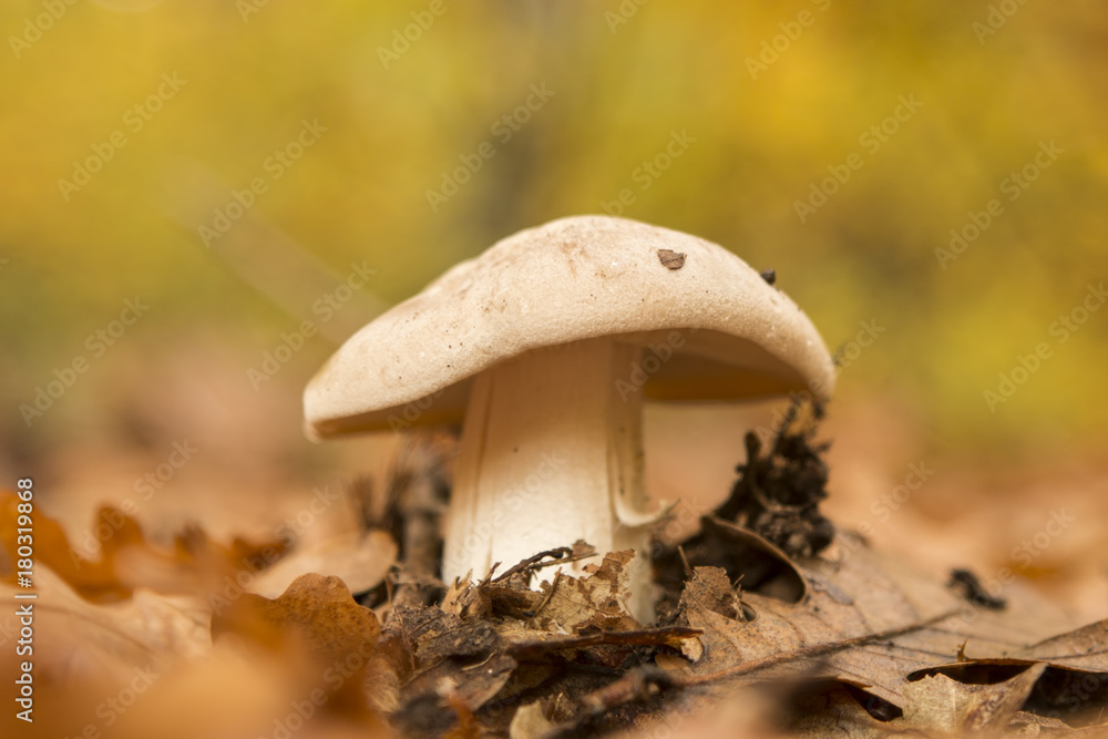 Fototapeta premium Mushroom in autumn forest