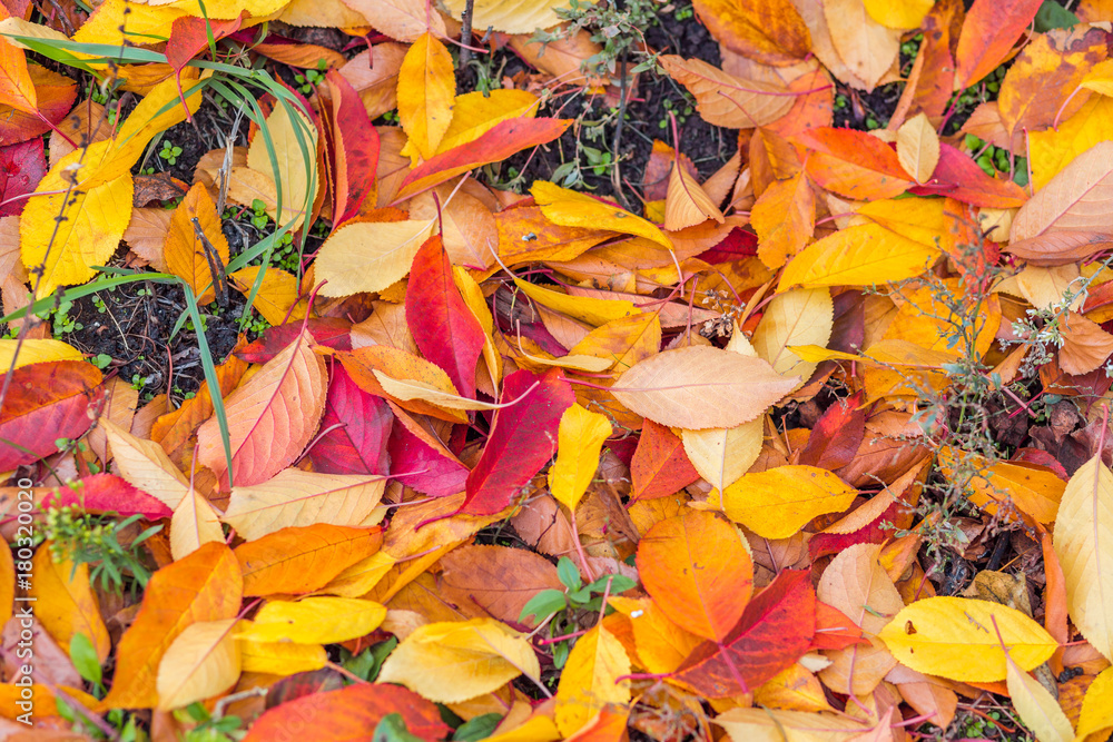 Wet colorful autumn foliage on the grass Wet colorful autumn foliage on the grass