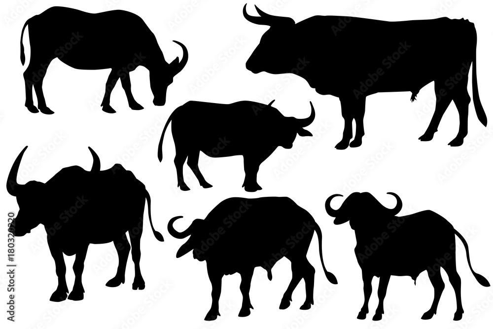 Fototapeta premium cow and bull silhouette 