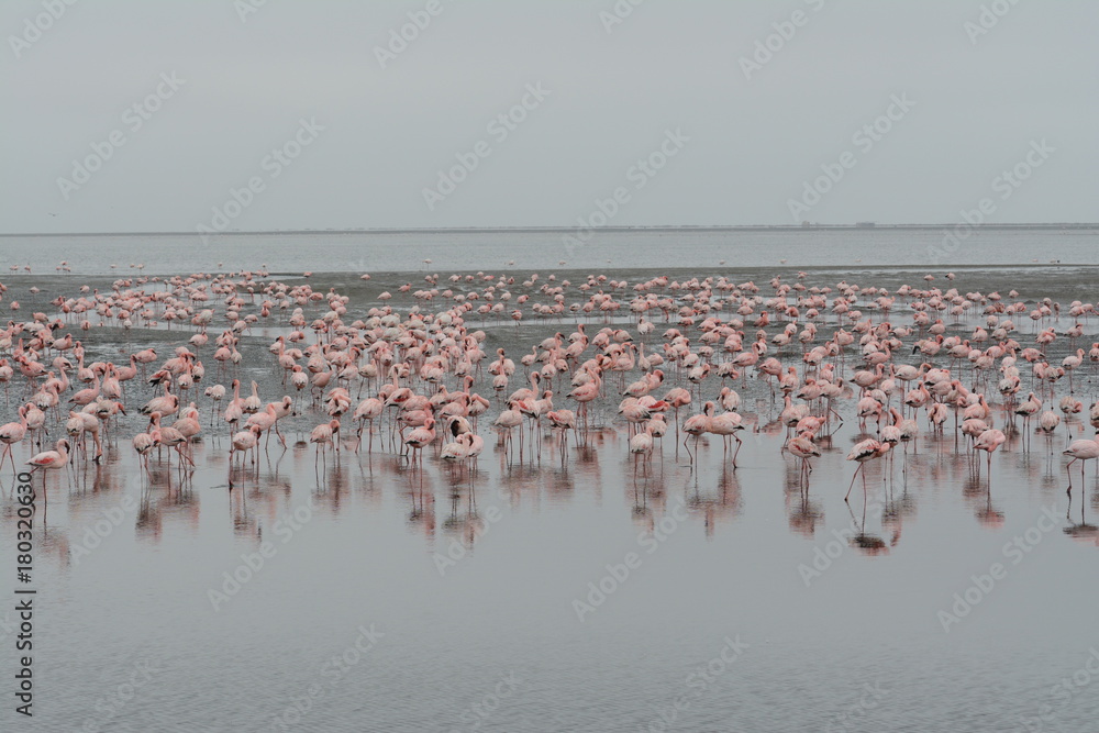 Naklejka premium Flamingo in Africa