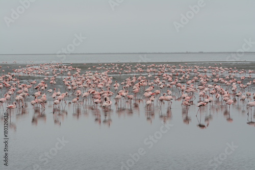 Flamingo in Africa