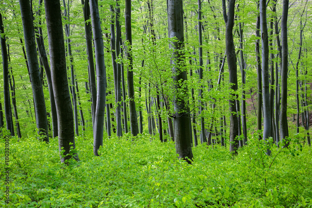 Green forrest in a spring