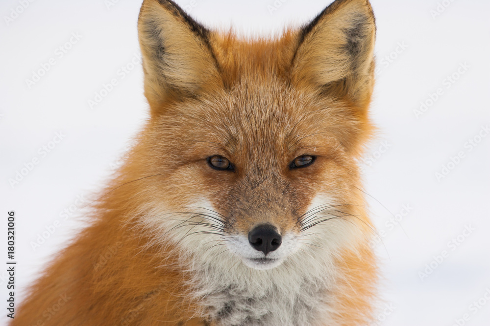 Winter Red Fox in Whitehorse, Yukon, Canada Winter Red Fox in Whitehorse, Yukon, Canada