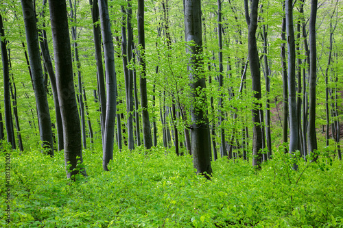 Obraz na płótnie Green forrest in a spring w salonie