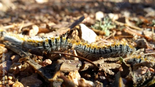Processionary caterpillar line Closeup view one after the other overcoming road obstacles, shallow depth of field, macro