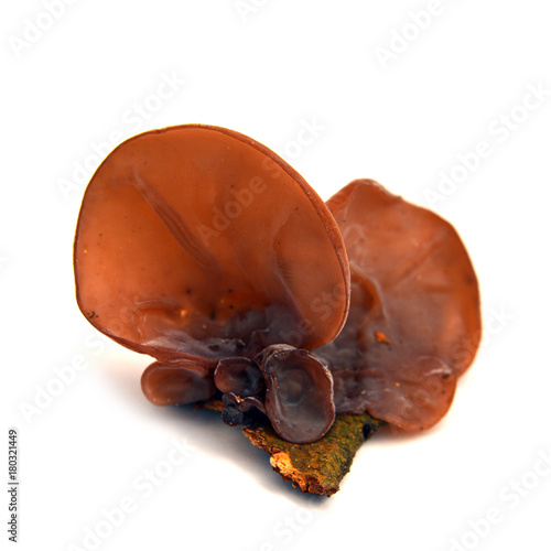 auricularia auricula-judae mushroom photo