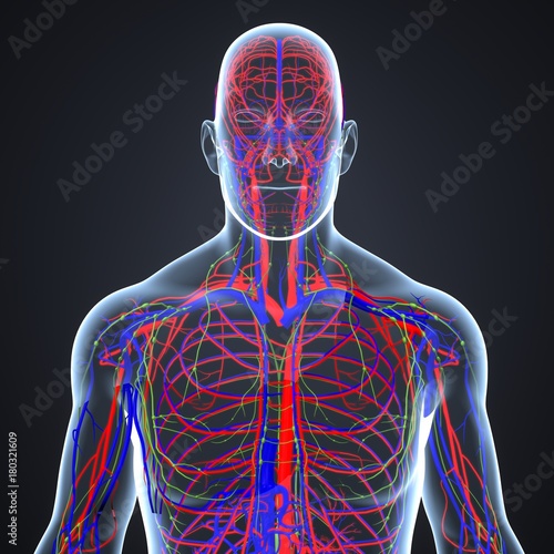 Circulatory System with Lymph Nodes