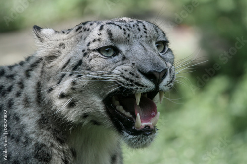 Snow Leopard