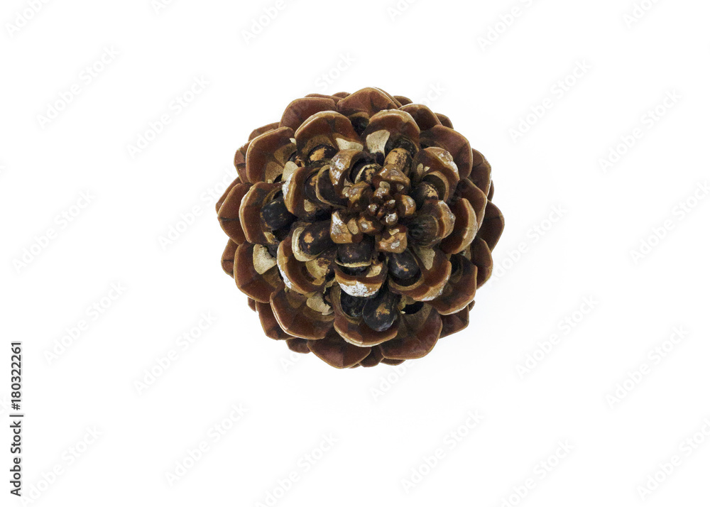 Pine cone isolated on white background Pine cone isolated on white background
