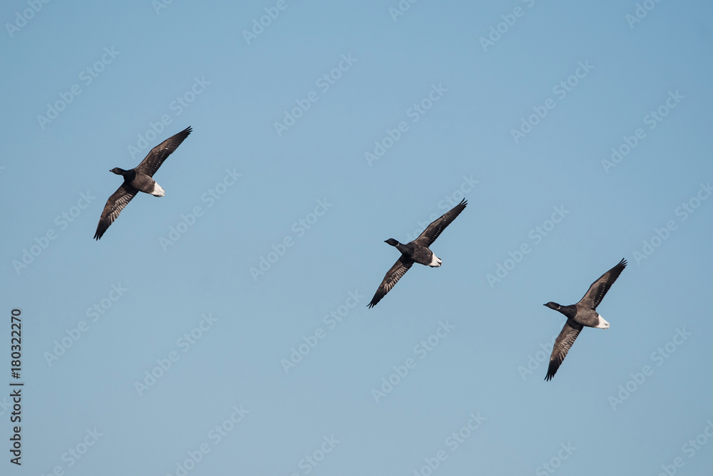 Brent Goose, Branta bernicla - Dawlish Warren, England Brent Goose, Branta bernicla - Dawlish Warren, England