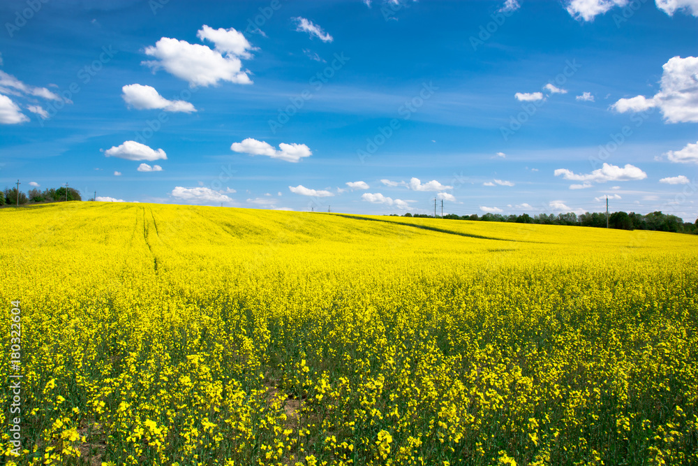 Yellow field against the background of a blue cloudy sky