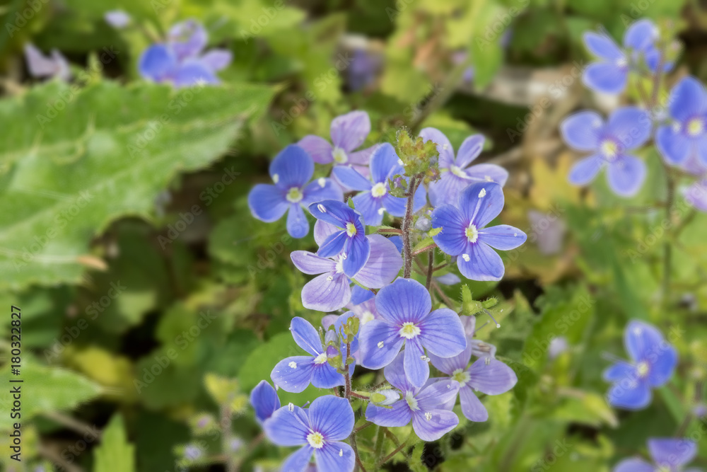 Blue flowers in the meadows